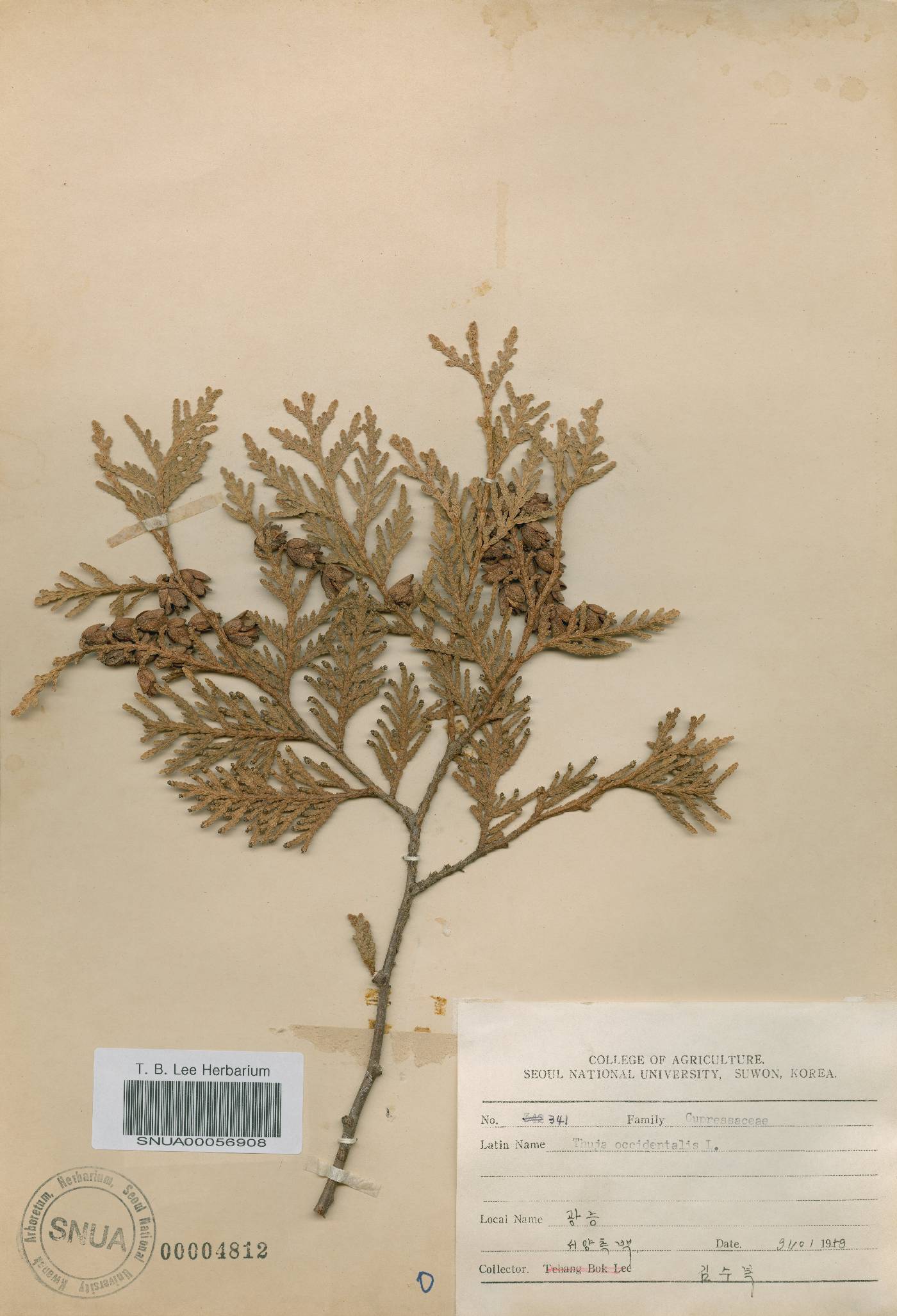Thuja occidentalis image