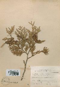 Thuja occidentalis image