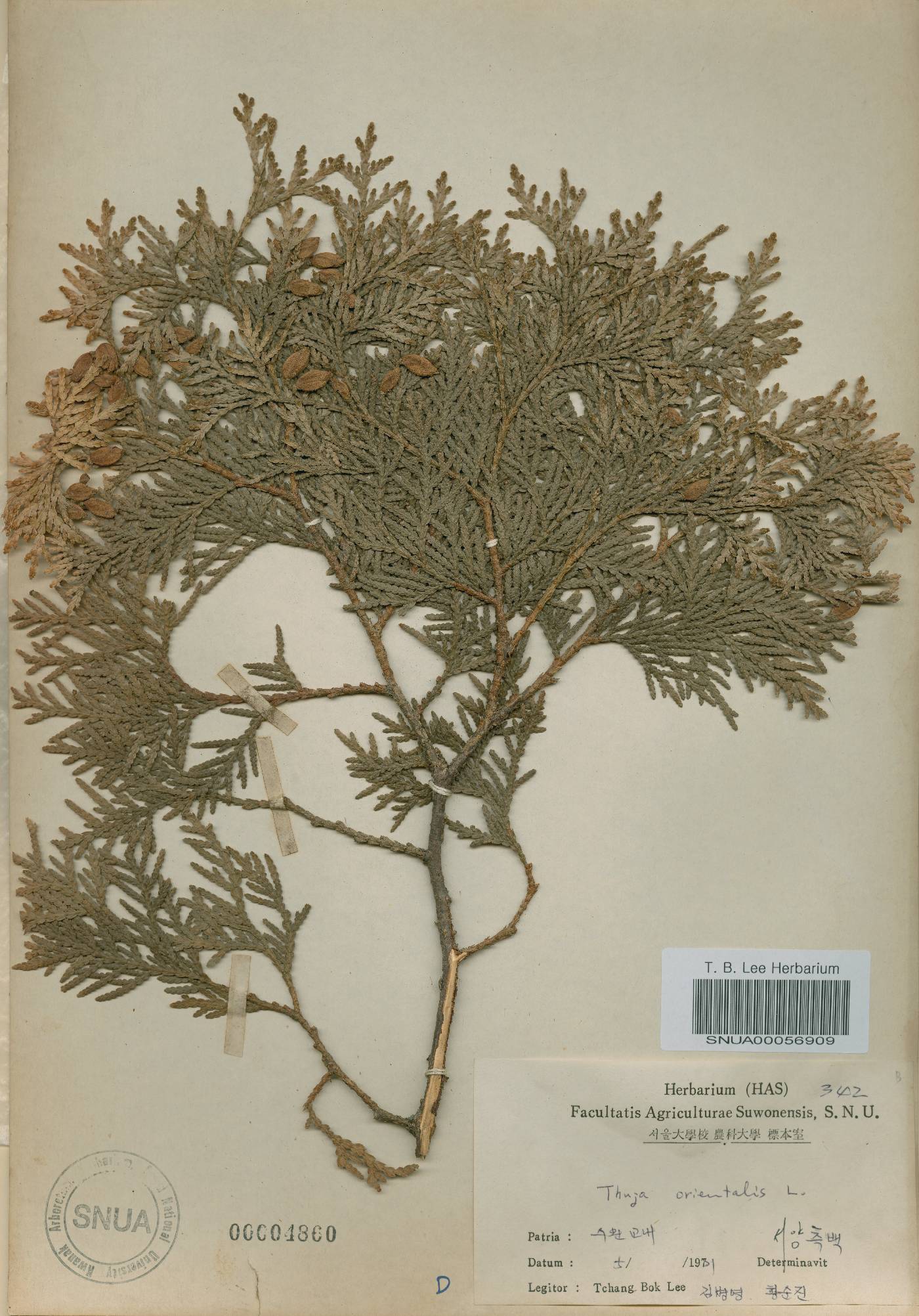 Thuja occidentalis image
