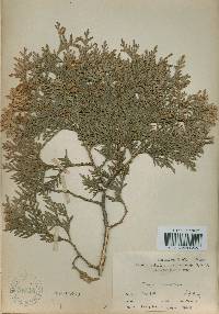 Thuja occidentalis image