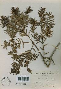 Torreya nucifera image