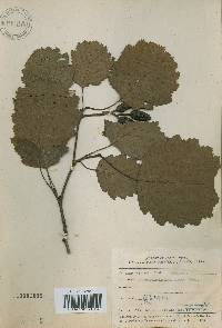 Alnus incana subsp. hirsuta image