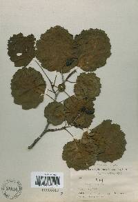 Alnus incana subsp. hirsuta image