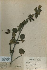 Alnus incana subsp. hirsuta image