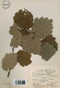 Alnus incana subsp. hirsuta image