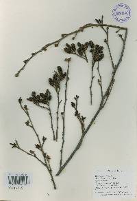 Alnus incana subsp. hirsuta image