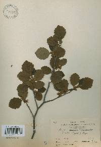 Alnus incana subsp. hirsuta image