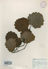 Alnus incana subsp. hirsuta image