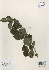 Alnus incana subsp. hirsuta image