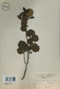 Alnus incana subsp. hirsuta image