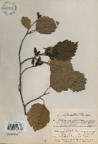 Alnus incana subsp. hirsuta image