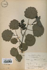 Alnus incana subsp. hirsuta image