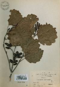Alnus incana subsp. hirsuta image