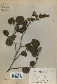 Alnus incana subsp. hirsuta image
