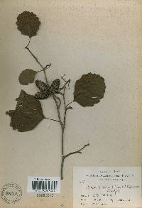 Alnus incana subsp. hirsuta image