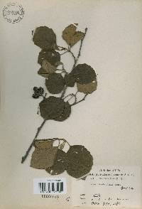 Alnus incana subsp. hirsuta image