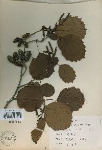 Alnus incana subsp. hirsuta image
