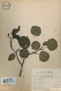 Alnus incana subsp. hirsuta image