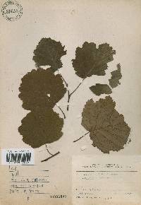 Alnus incana subsp. hirsuta image