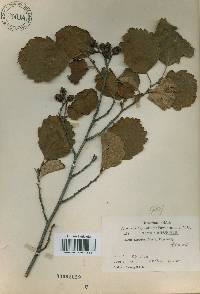 Alnus incana subsp. hirsuta image