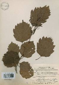 Alnus incana subsp. hirsuta image