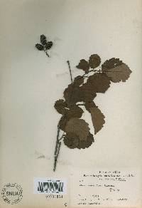 Alnus incana subsp. hirsuta image