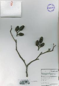 Alnus incana image