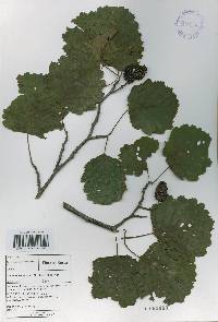 Alnus incana subsp. tchangbokii image