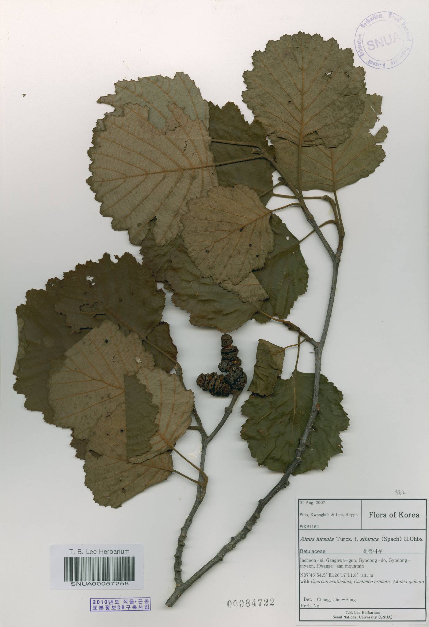 Alnus incana subsp. tchangbokii image