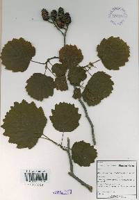 Alnus incana subsp. tchangbokii image
