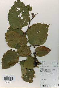 Alnus alnobetula subsp. fruticosa image