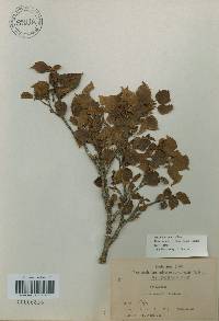 Betula ermanii image