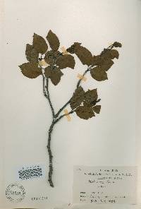 Betula ermanii image