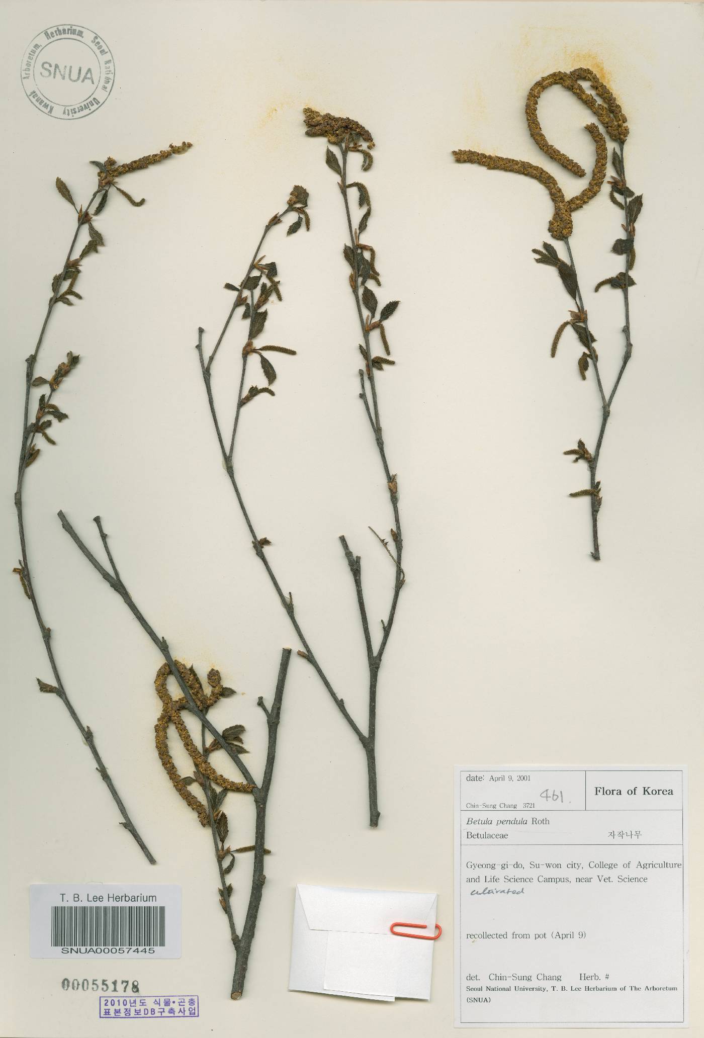 Betula pendula image