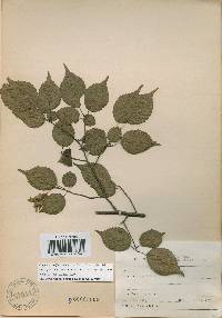 Carpinus laxiflora image