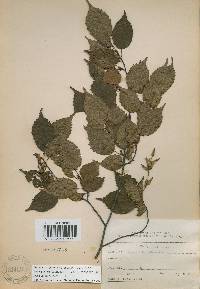 Carpinus laxiflora image