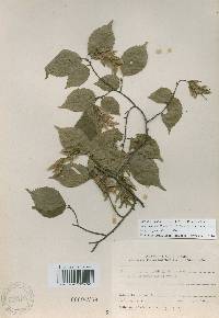Carpinus laxiflora image