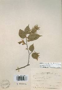 Carpinus laxiflora image