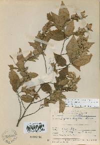 Carpinus laxiflora image