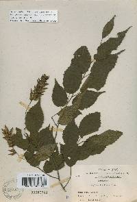 Carpinus laxiflora image