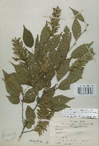 Carpinus laxiflora image