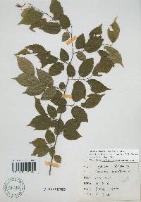 Carpinus laxiflora image