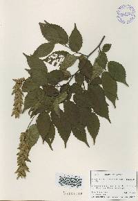 Carpinus laxiflora image