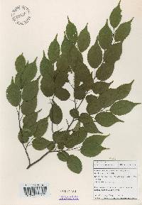 Carpinus laxiflora image