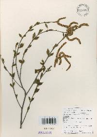 Carpinus laxiflora image