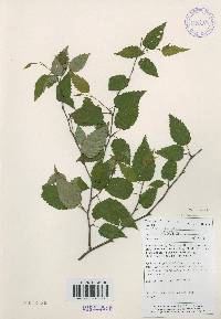 Carpinus laxiflora image