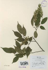 Carpinus laxiflora image