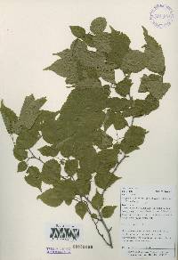 Carpinus laxiflora image