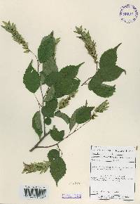 Carpinus laxiflora image