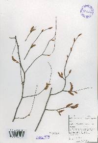 Carpinus laxiflora image